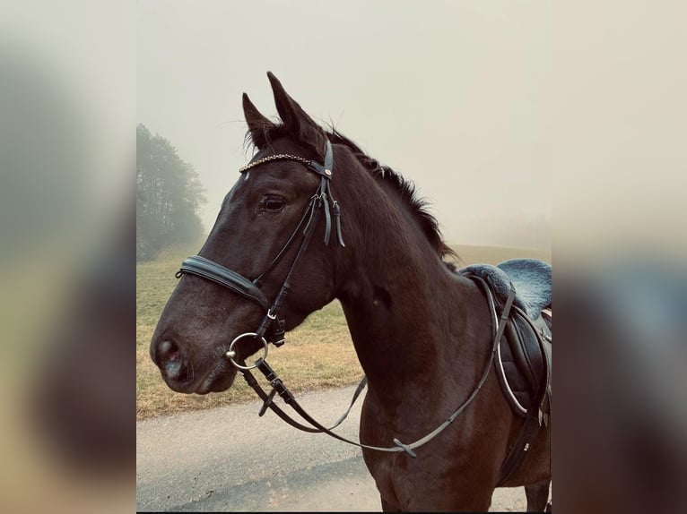 Appaloosa Caballo castrado 10 años 163 cm Negro in Goldkronach