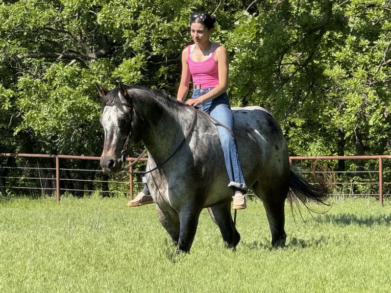 Appaloosa Caballo castrado 10 años 163 cm in Weatherford