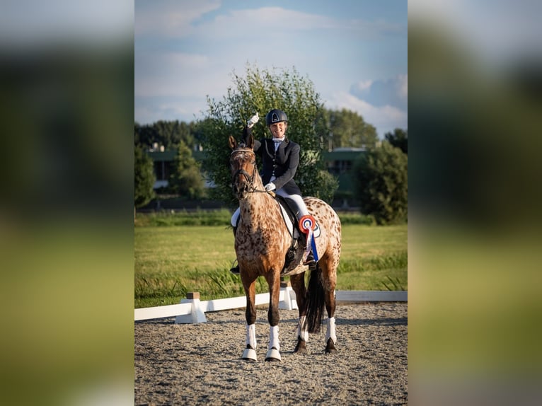 Appaloosa Caballo castrado 10 años 169 cm Atigrado/Moteado in Sliedrecht