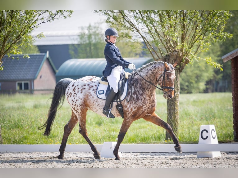 Appaloosa Caballo castrado 10 años 169 cm Atigrado/Moteado in Sliedrecht