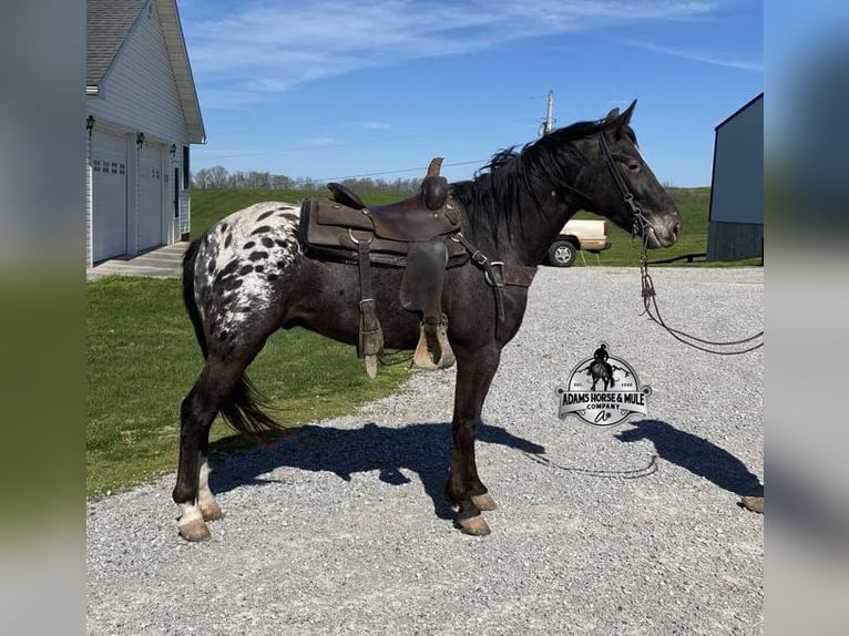 Appaloosa Caballo castrado 10 años Negro in Mount Vernon, KY