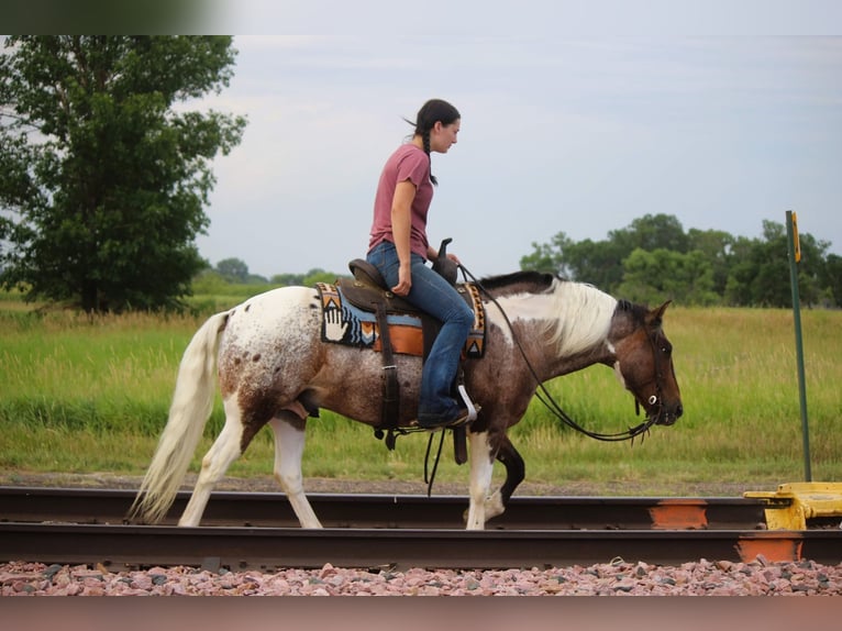 Appaloosa Caballo castrado 11 años 135 cm Alazán-tostado in rusk tx