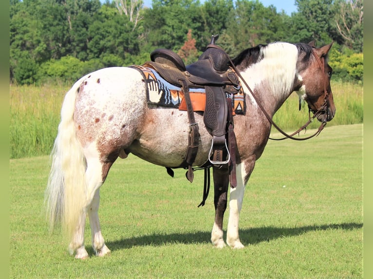 Appaloosa Caballo castrado 11 años 135 cm Alazán-tostado in rusk tx