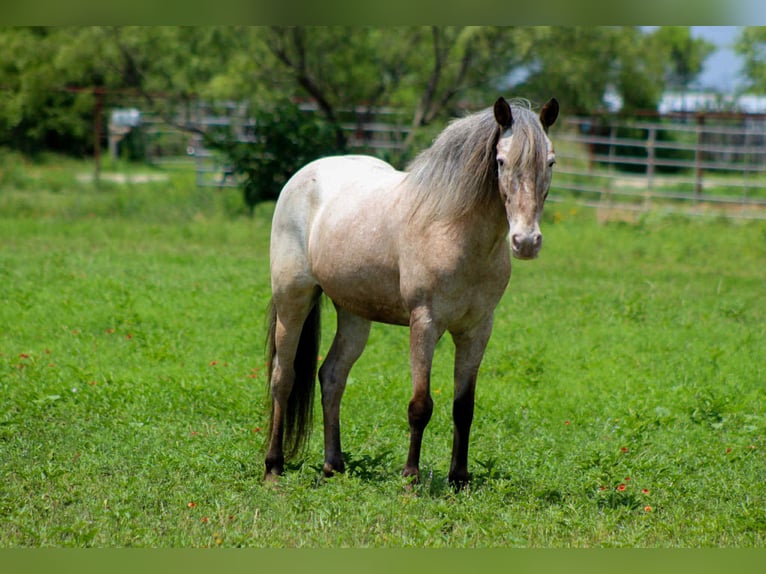 Appaloosa Caballo castrado 11 años 140 cm Castaño-ruano in Stephenville Tx