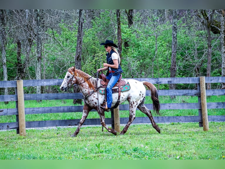 Appaloosa Caballo castrado 11 años 142 cm Alazán-tostado in Flemingsburg Ky