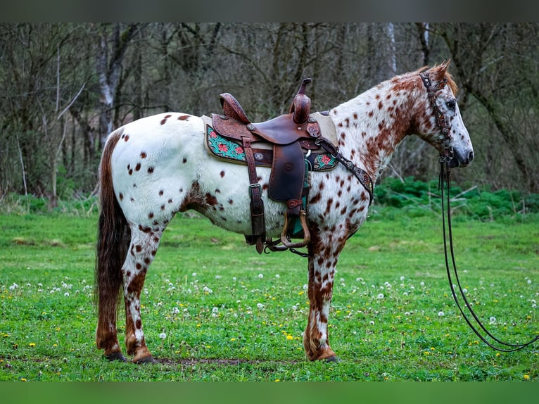 Appaloosa Caballo castrado 11 años 142 cm Alazán-tostado in Flemingsburg Ky