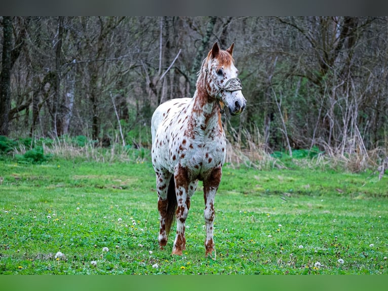 Appaloosa Caballo castrado 11 años 142 cm Alazán-tostado in Flemingsburg Ky