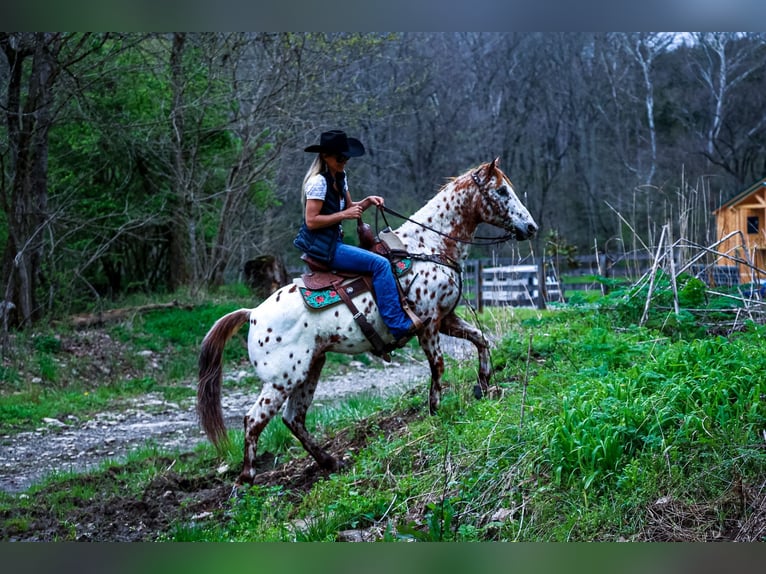 Appaloosa Caballo castrado 11 años 142 cm Alazán-tostado in Flemingsburg Ky