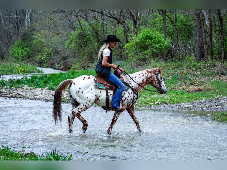 Appaloosa Caballo castrado 11 años 142 cm Alazán-tostado in Flemingsburg Ky