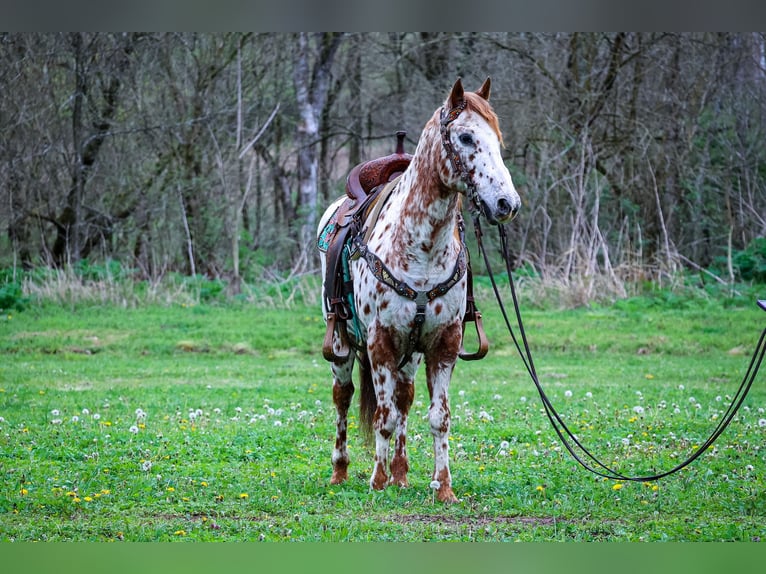 Appaloosa Caballo castrado 11 años 142 cm Alazán-tostado in Flemingsburg Ky