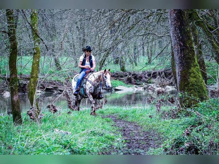 Appaloosa Caballo castrado 11 años 142 cm Alazán-tostado in Flemingsburg Ky