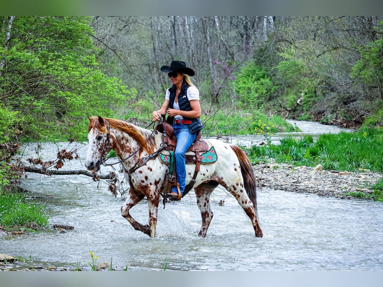 Appaloosa Caballo castrado 11 años 142 cm Alazán-tostado in Flemingsburg Ky