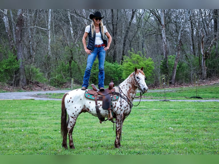 Appaloosa Caballo castrado 11 años 142 cm Alazán-tostado in Flemingsburg Ky