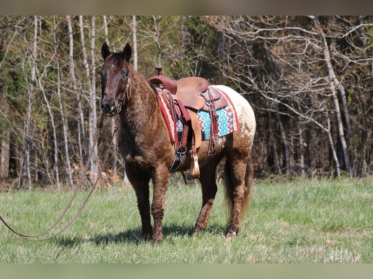 Appaloosa Caballo castrado 11 años 142 cm Alazán-tostado in Sonora Ky