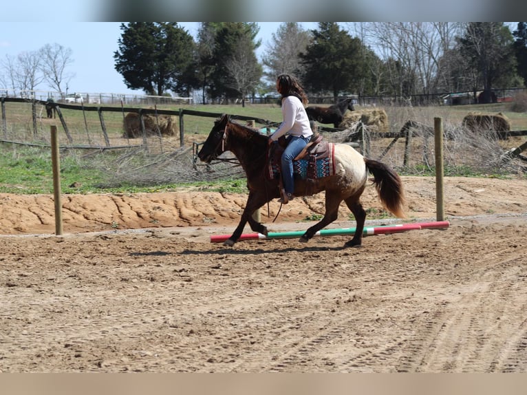 Appaloosa Caballo castrado 11 años 142 cm Alazán-tostado in Sonora Ky