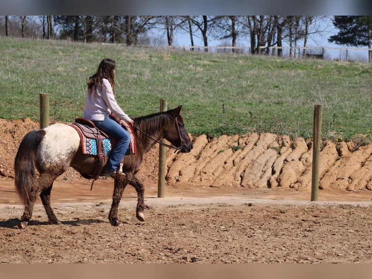 Appaloosa Caballo castrado 11 años 142 cm Alazán-tostado in Sonora Ky