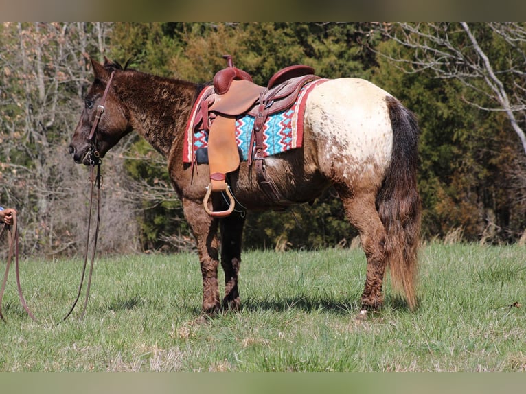 Appaloosa Caballo castrado 11 años 142 cm Alazán-tostado in Sonora Ky