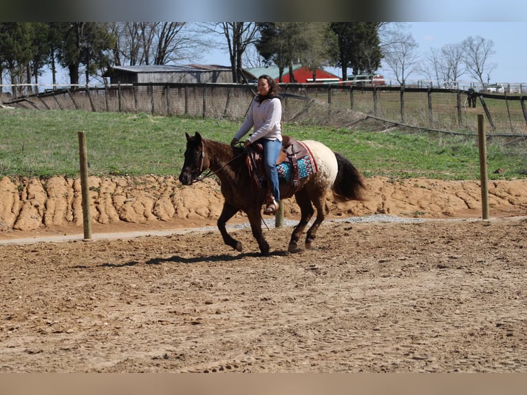 Appaloosa Caballo castrado 11 años 142 cm Alazán-tostado in Sonora Ky