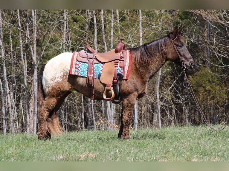 Appaloosa Caballo castrado 11 años 142 cm Alazán-tostado in Sonora Ky