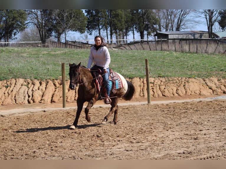 Appaloosa Caballo castrado 11 años 142 cm Alazán-tostado in Sonora Ky