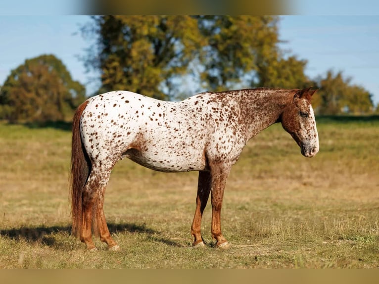 Appaloosa Caballo castrado 11 años 147 cm Alazán-tostado in Quitman