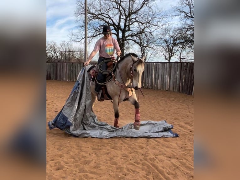 Appaloosa Caballo castrado 11 años 147 cm Buckskin/Bayo in Weatherford, TX