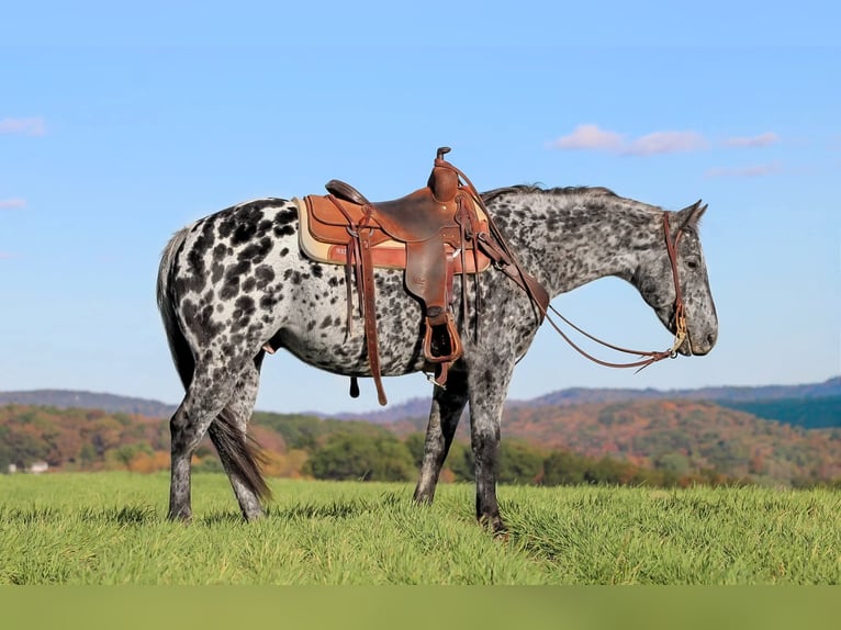 Appaloosa Caballo castrado 11 años 150 cm Atigrado/Moteado in Clarion