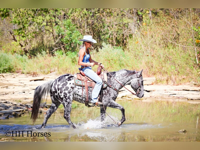 Appaloosa Caballo castrado 11 años 150 cm Atigrado/Moteado in Flemingsburg