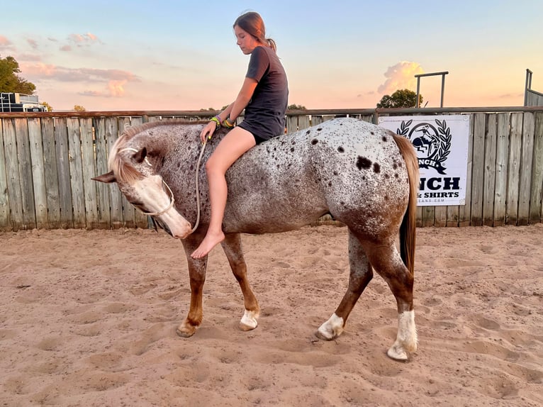 Appaloosa Caballo castrado 11 años 150 cm in Ravenna TX