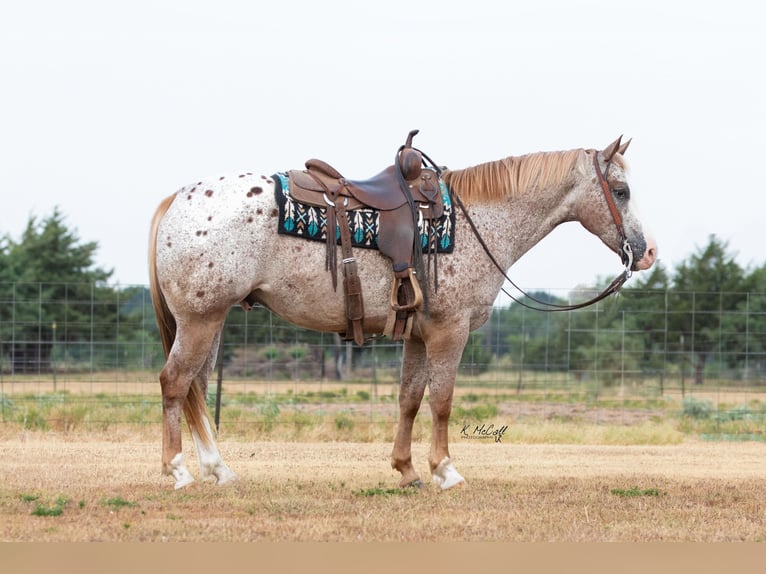 Appaloosa Caballo castrado 11 años 150 cm in Ravenna TX