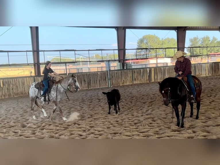 Appaloosa Caballo castrado 11 años 150 cm in Ravenna TX