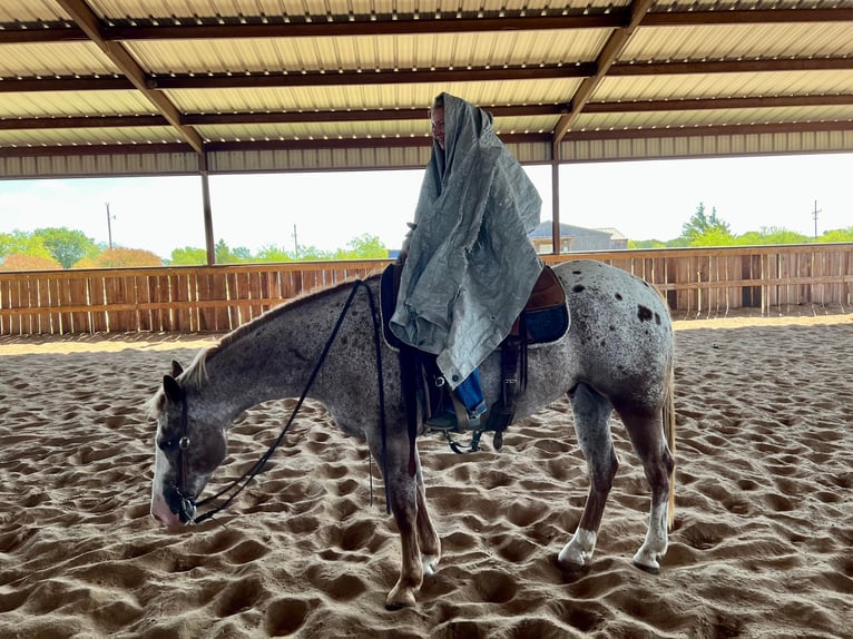 Appaloosa Caballo castrado 11 años 150 cm in Ravenna TX