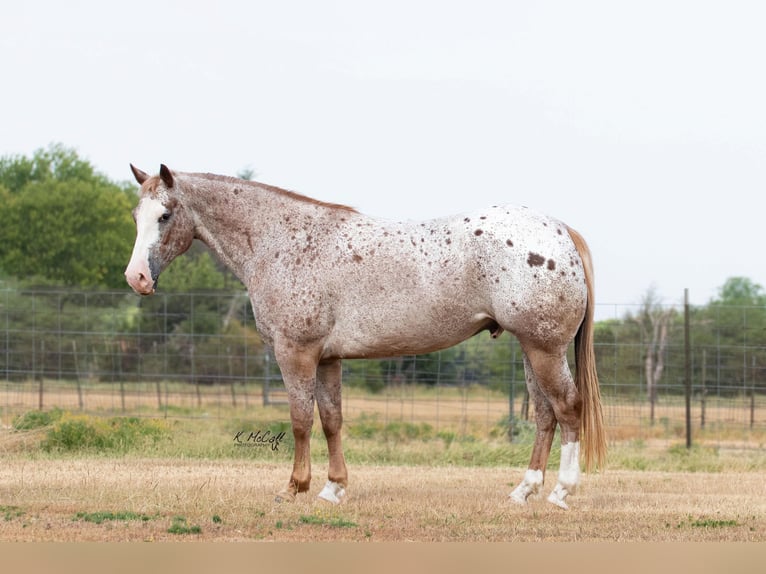 Appaloosa Caballo castrado 11 años 150 cm in Ravenna TX