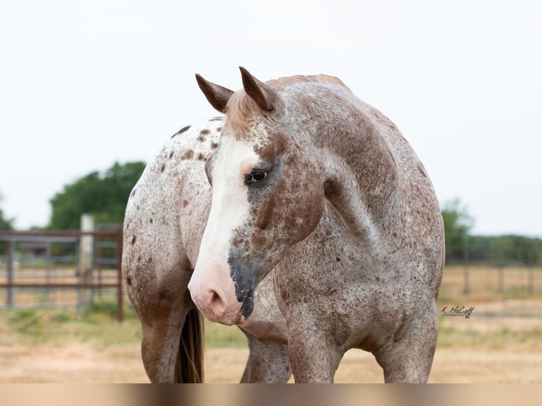 Appaloosa Caballo castrado 11 años 150 cm Ruano alazán in Ravenna TX