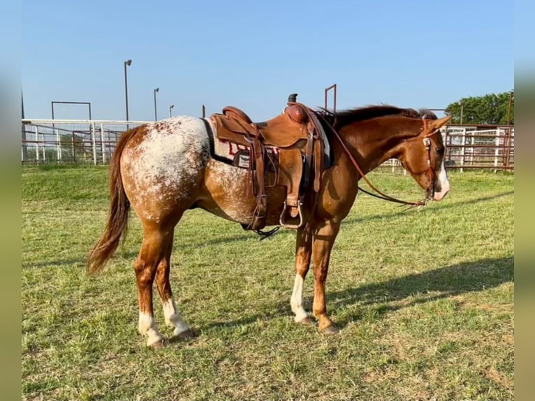Appaloosa Caballo castrado 11 años 152 cm Alazán rojizo in Waco TX