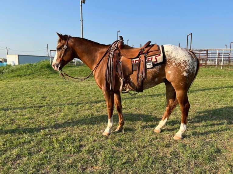 Appaloosa Caballo castrado 11 años 152 cm Alazán rojizo in Waco TX