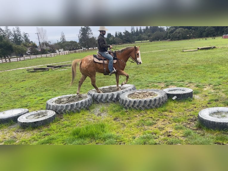 Appaloosa Caballo castrado 11 años 152 cm Alazán-tostado in Paicines CA