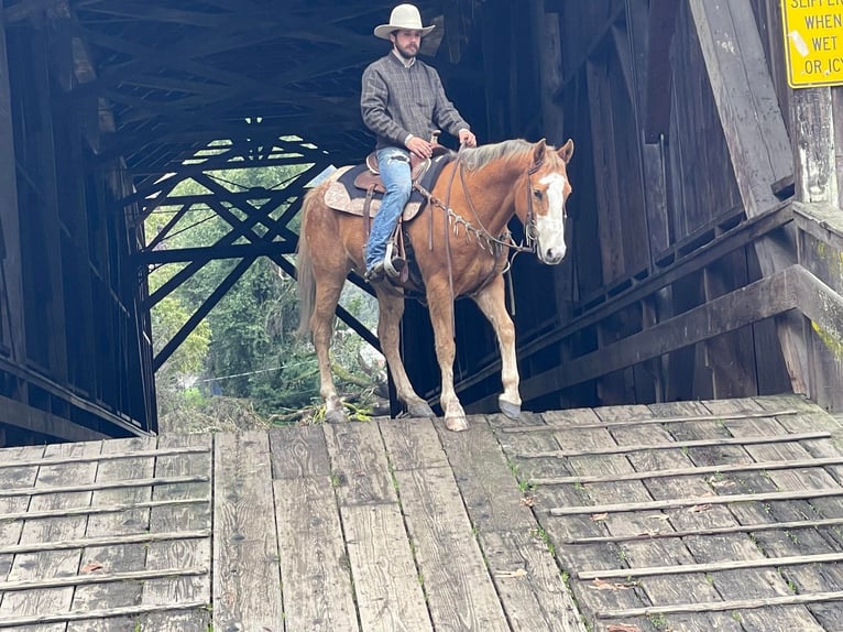 Appaloosa Caballo castrado 11 años 152 cm Alazán-tostado in Paicines CA