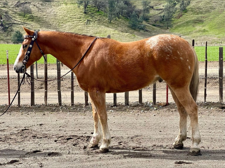 Appaloosa Caballo castrado 11 años 152 cm Alazán-tostado in Paicines CA