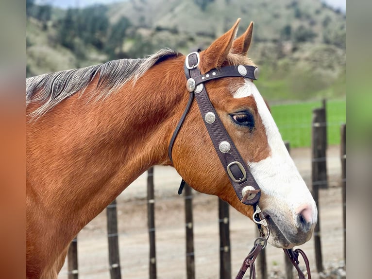 Appaloosa Caballo castrado 11 años 152 cm Alazán-tostado in Paicines CA