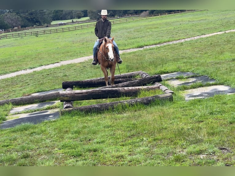 Appaloosa Caballo castrado 11 años 152 cm Alazán-tostado in Paicines CA