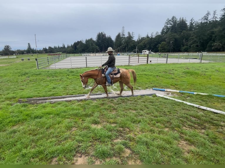 Appaloosa Caballo castrado 11 años 152 cm Alazán-tostado in Paicines CA