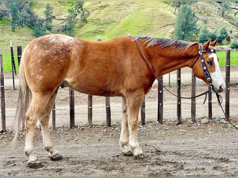 Appaloosa Caballo castrado 11 años 152 cm Alazán-tostado in Paicines CA