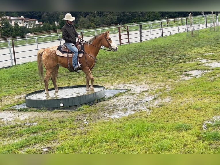 Appaloosa Caballo castrado 11 años 152 cm Alazán-tostado in Paicines CA