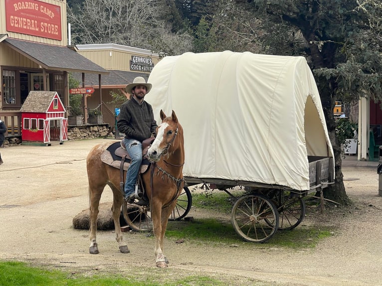 Appaloosa Caballo castrado 11 años 152 cm Alazán-tostado in Paicines CA