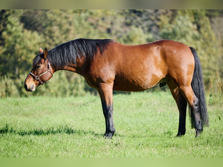 Appaloosa Caballo castrado 11 años 155 cm Castaño in München