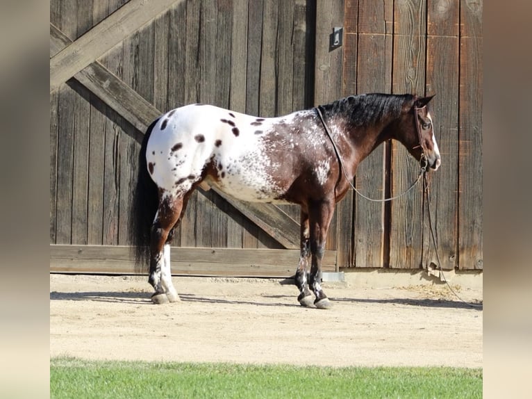 Appaloosa Caballo castrado 11 años 155 cm Castaño rojizo in Paicines CA