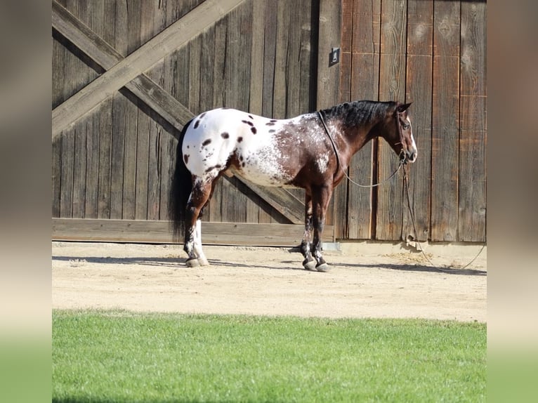 Appaloosa Caballo castrado 11 años 155 cm Castaño rojizo in Paicines CA