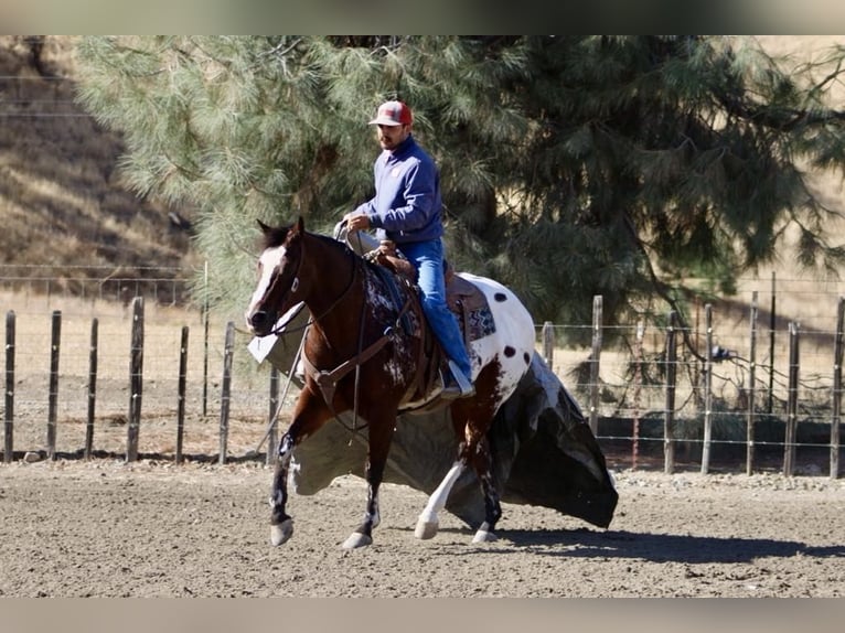 Appaloosa Caballo castrado 11 años 155 cm Castaño rojizo in Paicines CA