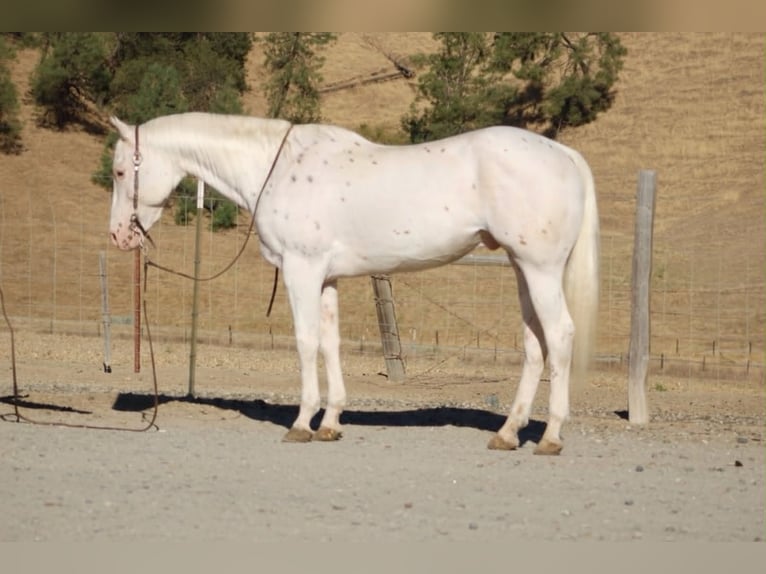 Appaloosa Caballo castrado 11 años 155 cm White/Blanco in Tres Pinos